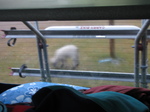 SX22240 Lamb grazing behind van.jpg